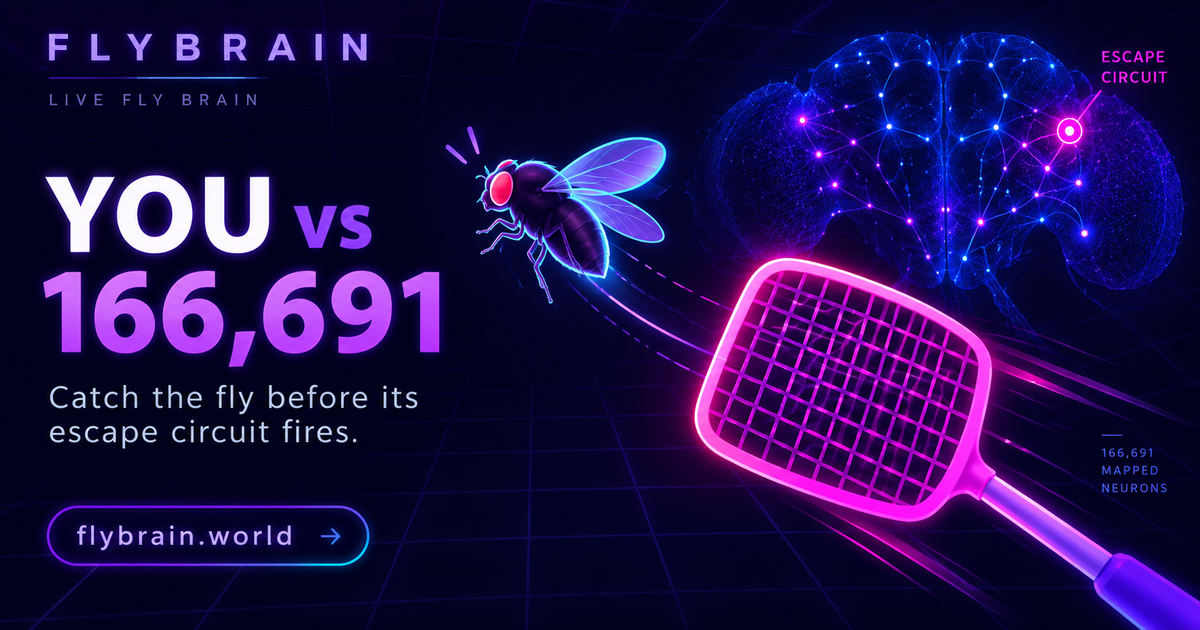 Built a reaction game based on the fruit fly connectome.166,691 neurons, 3 attempts to beat its esca